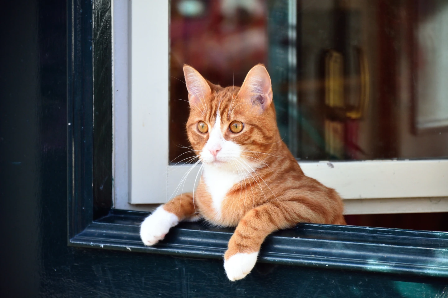 Eine Katze legt ihre Vorderpfoten auf einen Fensterrahmen und sieht zum Fenster hinaus.