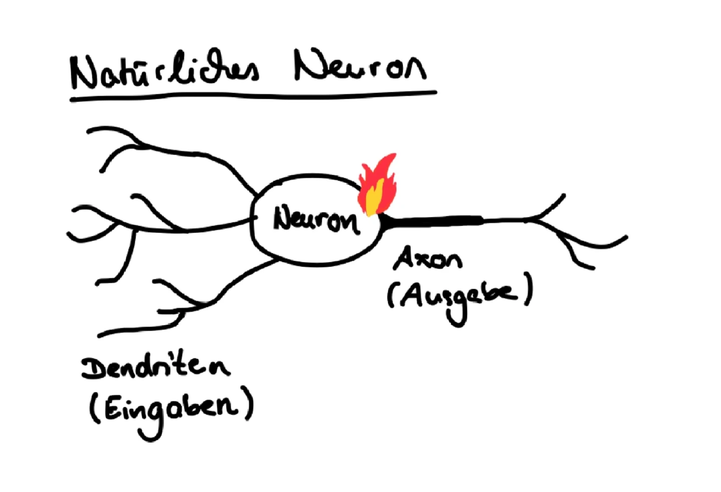 Ein natürliches Neuron "feuert"