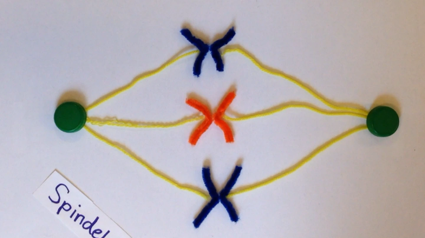 Video Stop Motion Projekt Haberl